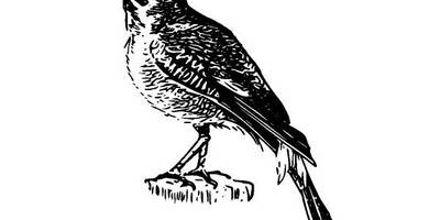 Животные 2828