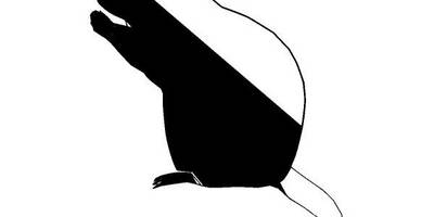 Животные 2471