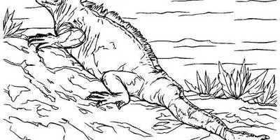 Животные 3578