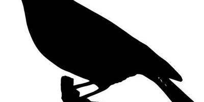 Животные 951