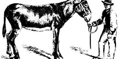 Животные 2594