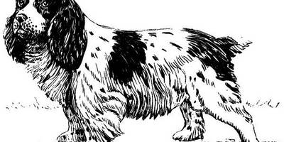 Животные 1124