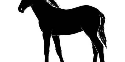 Животные 4046