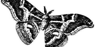 Животные 918