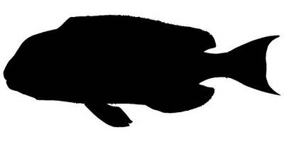 Животные 3248