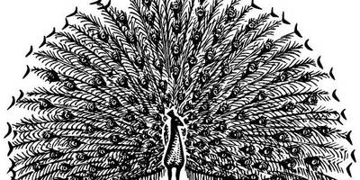 Животные 3806