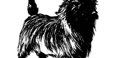 Животные 322