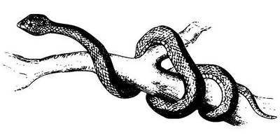 Животные 3840