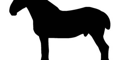 Животные 2387