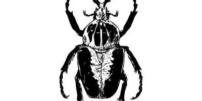 Животные 960