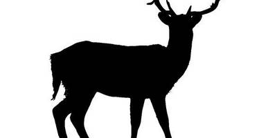 Животные 4174