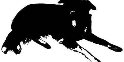 Животные 3669