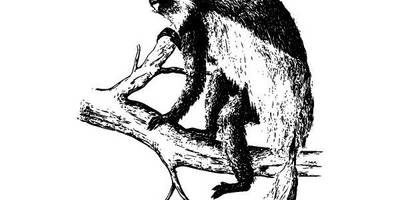 Животные 2622