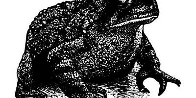 Животные 1138