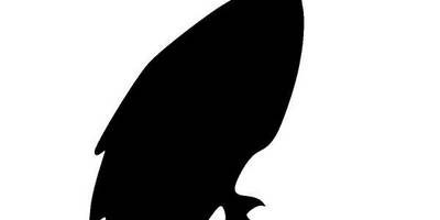 Животные 1581