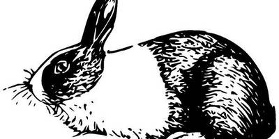 Животные 1147