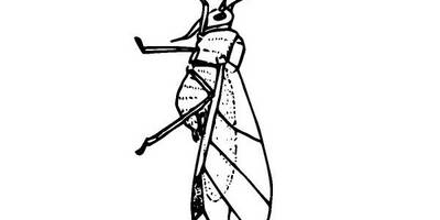 Животные 2482