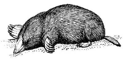 Животные 1065