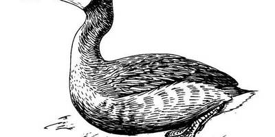 Животные 498