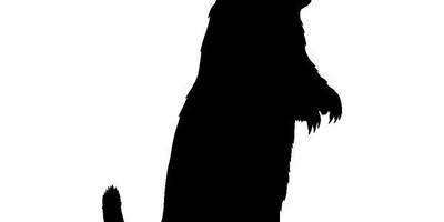 Животные 677