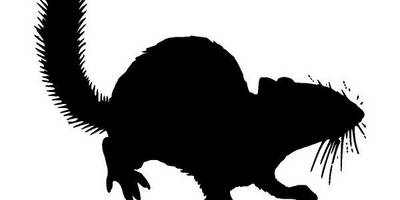 Животные 3750