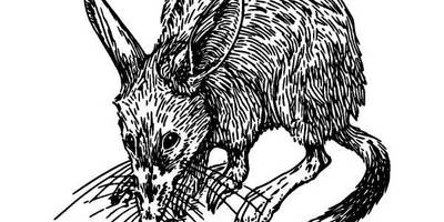 Животные 104