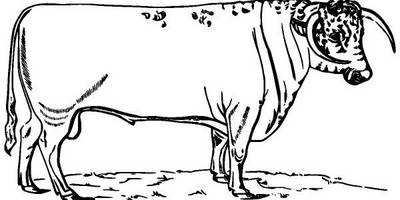 Животные 2776