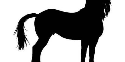 Животные 1207