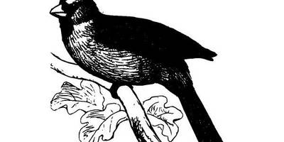 Животные 2519