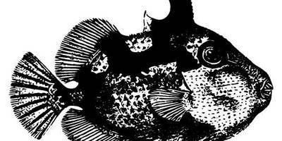 Животные 1069