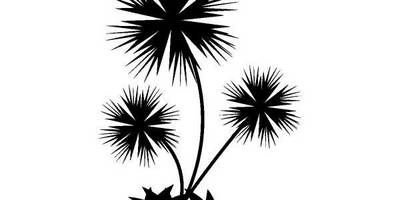 Цветы одуванчик 96