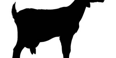 Животные 384