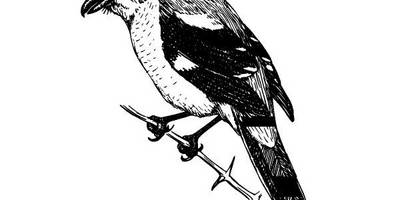 Животные 1115