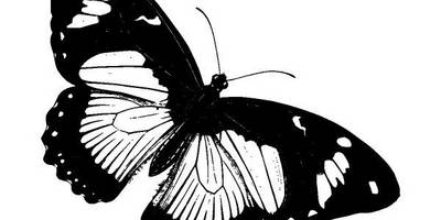 Животные 3363