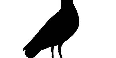 Животные 2799