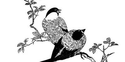 Животные 3454