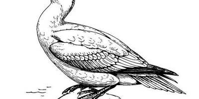 Животные 1267