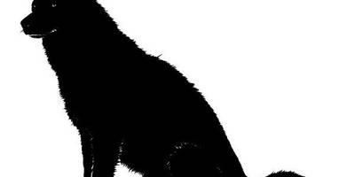 Животные 4044