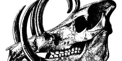 Животные 956