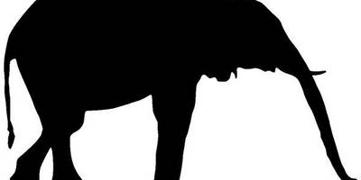 Животные 3376