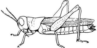 Животные 915