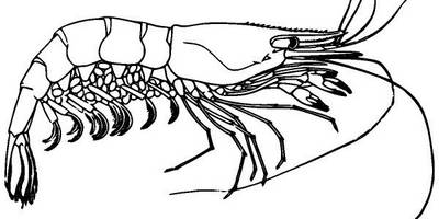 Животные 2703