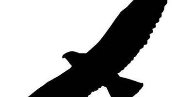 Животные 2994