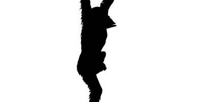 Животные 335