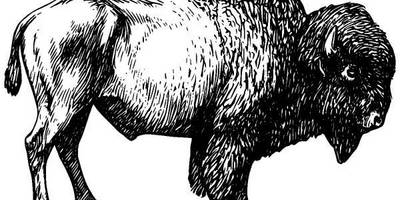 Животные 116