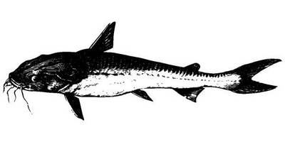 Животные 2656