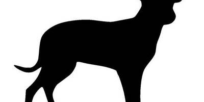 Животные 630