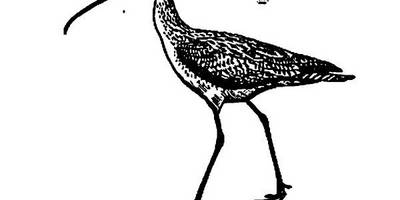 Животные 2920