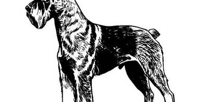 Животные 560