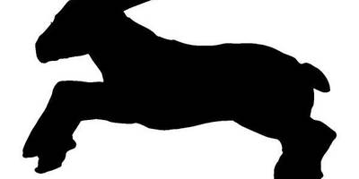 Животные 164